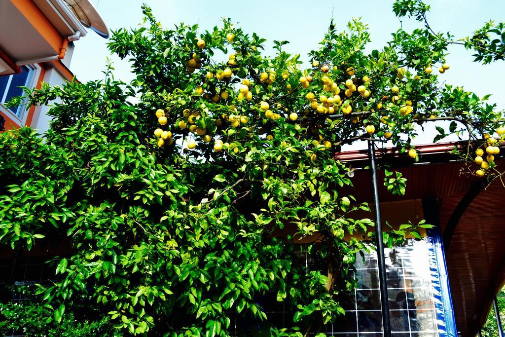 Magic Tulip Hotel Ölüdeniz Zewnętrze zdjęcie
